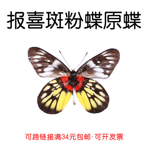 手工DIY报喜斑粉蝶真蝴蝶原蝶