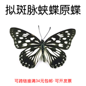 真蝴蝶原蝶拟斑脉蛱蝶未展翅蝴蝶标本制作手工diy材料A1 品质