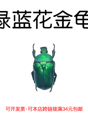 未整姿昆虫绿蓝花金龟DIY材料