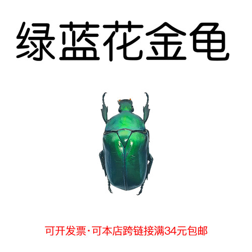 未整姿昆虫绿蓝花金龟DIY材料