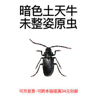 真昆虫未整姿暗色土天牛标本原湿虫手工DIY造景材料微距科普教育
