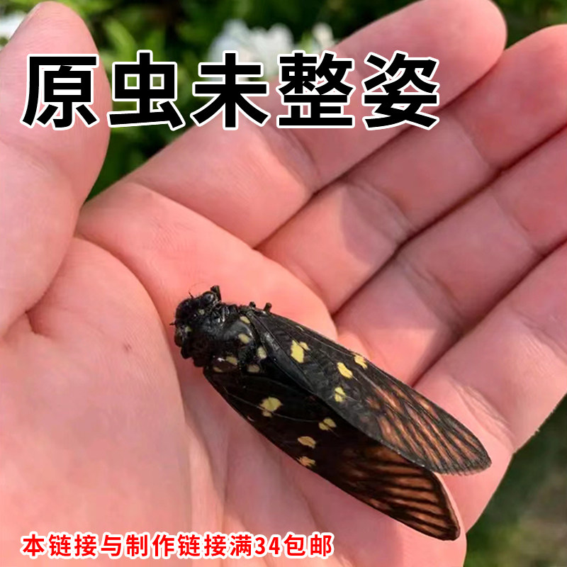 真昆虫甲虫蝴蝶花蝉红白金龟未整姿原蝶展翅原虫标本DIY练手虫
