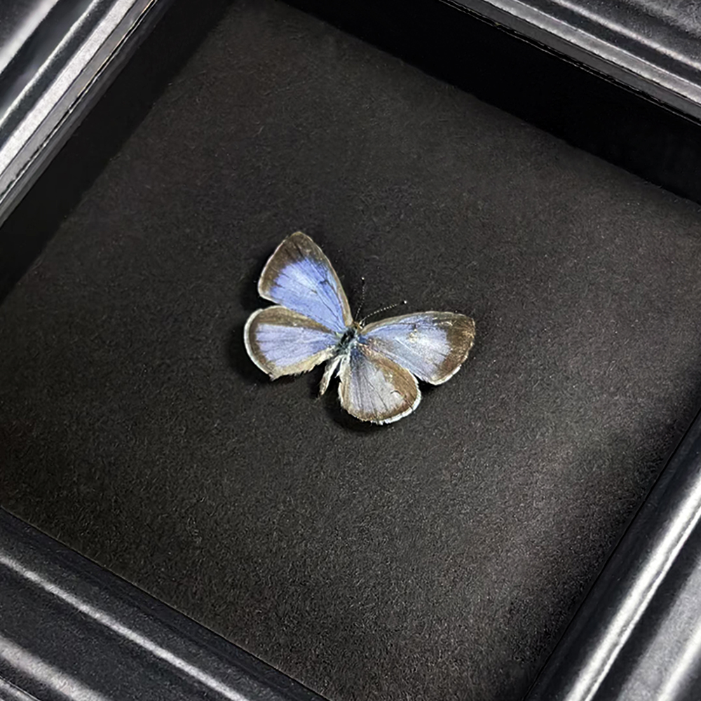 珍贵妩灰蝶长尾珍灰蝶真蝴蝶已展翅相框装饰画摆件原蝶创意礼物图片