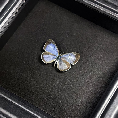 长尾珍灰蝶相框摆件展翅创意礼物