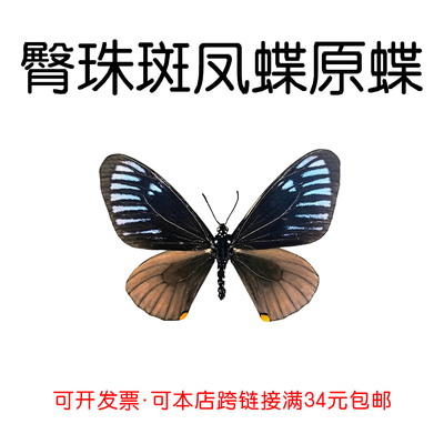 未展翅原蝶臀珠斑凤蝶DIY材料