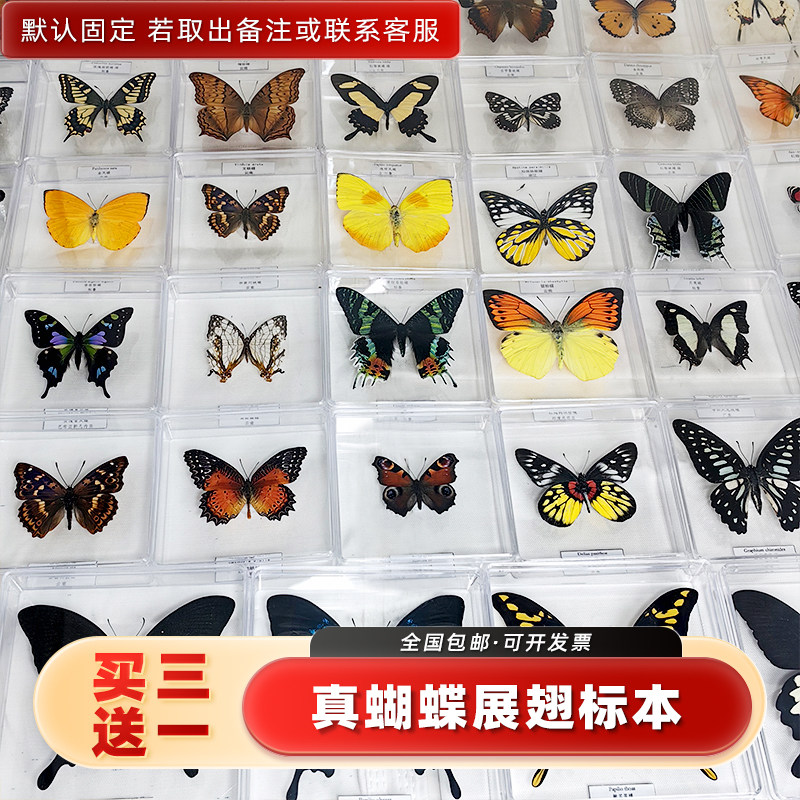 真蝴蝶标本展翅摆件透明盒装礼物图片