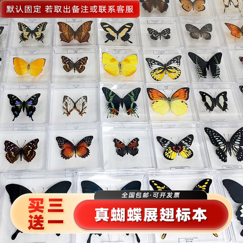 真蝴蝶标本展翅摆件透明盒装礼物