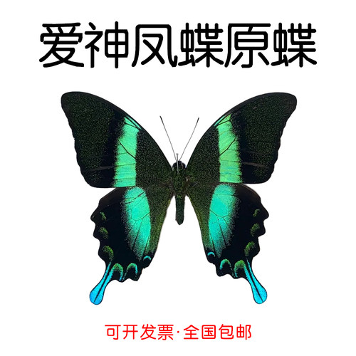 未展翅爱神凤蝶三角袋包装A1/A-