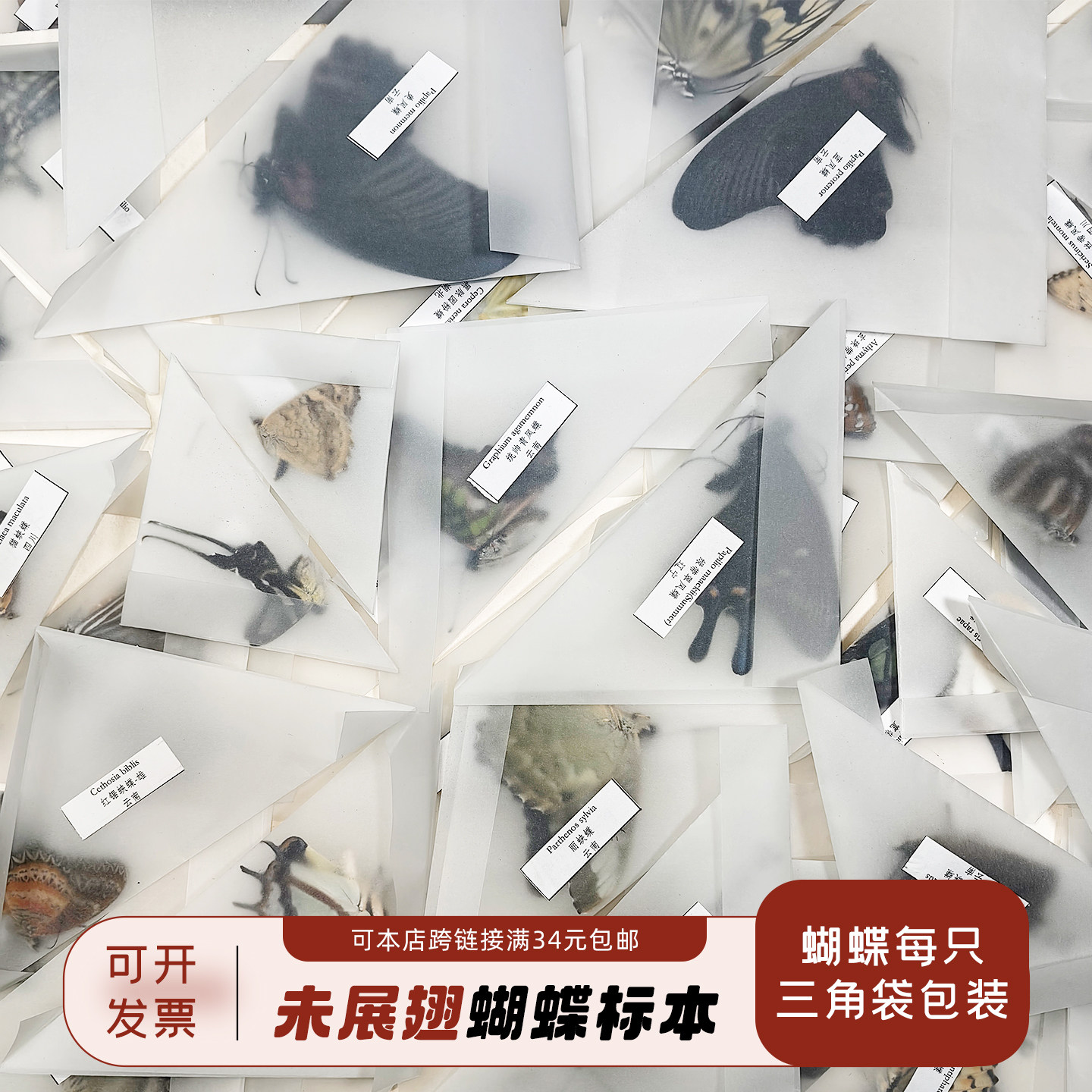 未展翅真蝴蝶标本原蝶手工制作DIY杂蝶昆虫教学研学干蝴蝶没展开