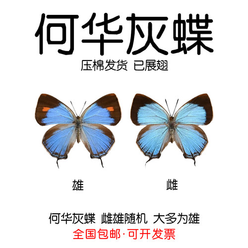 灰蝶标本已展何华灰蝶标本diy手工制作小蝴蝶压棉发货简装 - 封面