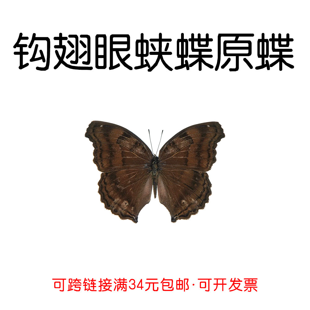 真蝴蝶原蝶钩翅眼蛱蝶未展翅标本制作diy手工展翅材料A1/A-品质,家居饰品,标本类装饰画,淘宝优惠券,粉丝福利购,淘宝优惠卷