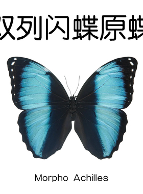 双列闪蝶 Morpho Achilles 未展翅标本原蝶制作手工材料A1/A-品质