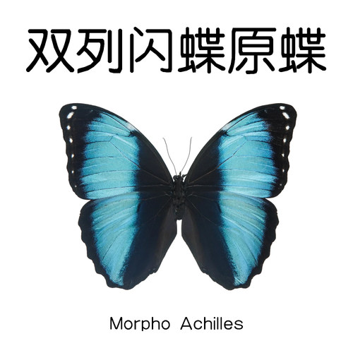 未展翅原蝶双列闪蝶真蝴蝶原蝶