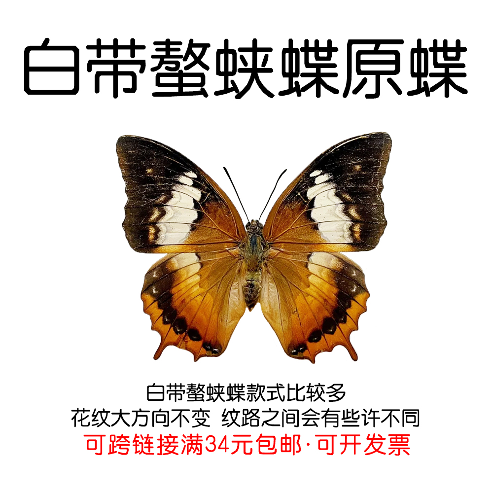 白带螯蛱蝶手工DIY真蝴蝶原蝶
