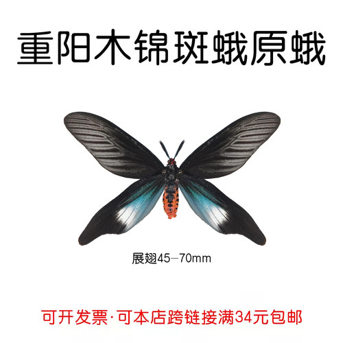 真蝴蝶原蛾重阳木锦斑蛾未展翅蛾
