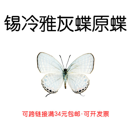 手工DIY锡冷雅灰蝶真未展翅原蝶