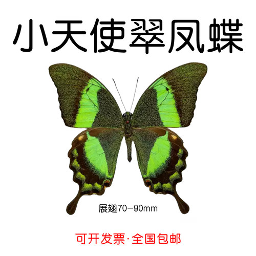 真原蝶标本未展翅小天使翠凤蝶