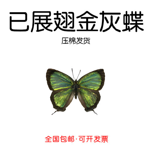 真灰蝶标本已展翅金灰蝶标本