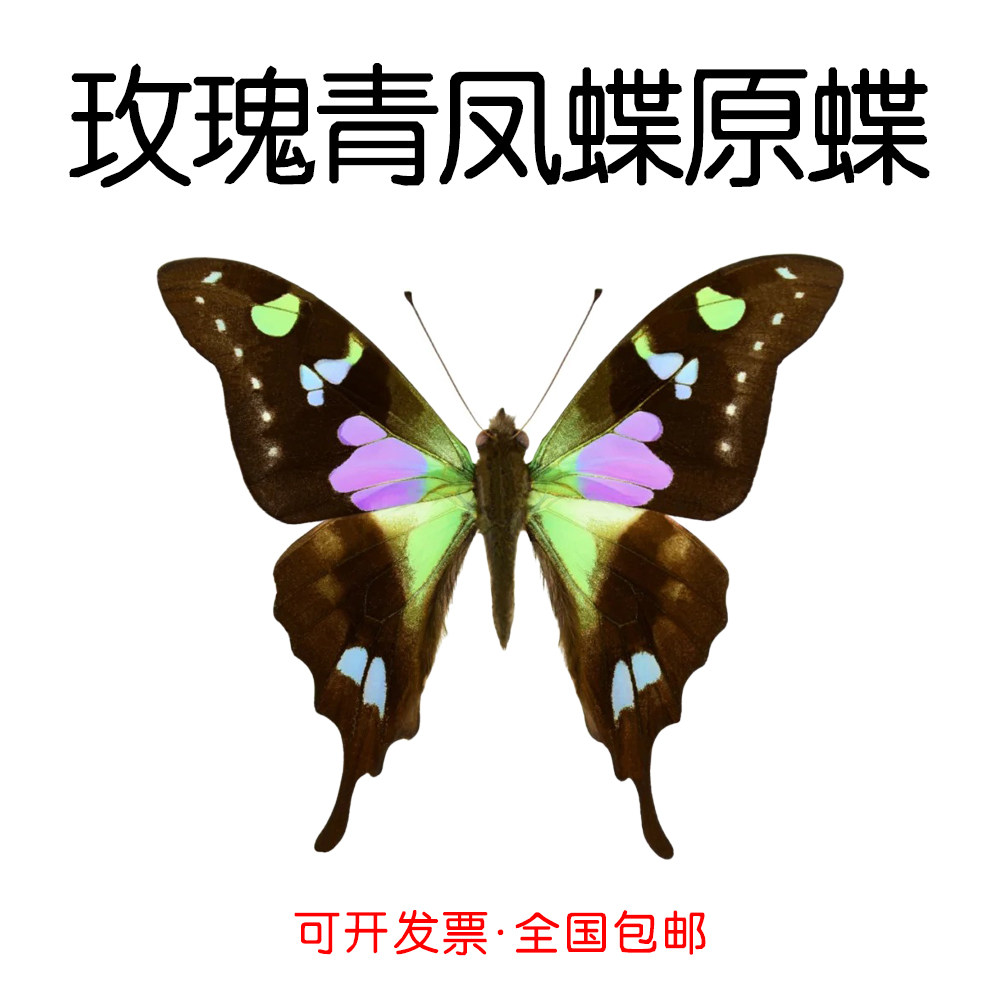 真蝴蝶标本未展翅玫瑰青凤蝶Graphium weiskei三角袋包装A1/A-
