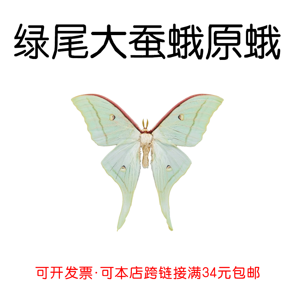 真蝴蝶原蛾绿尾大蚕蛾未展翅蛾子