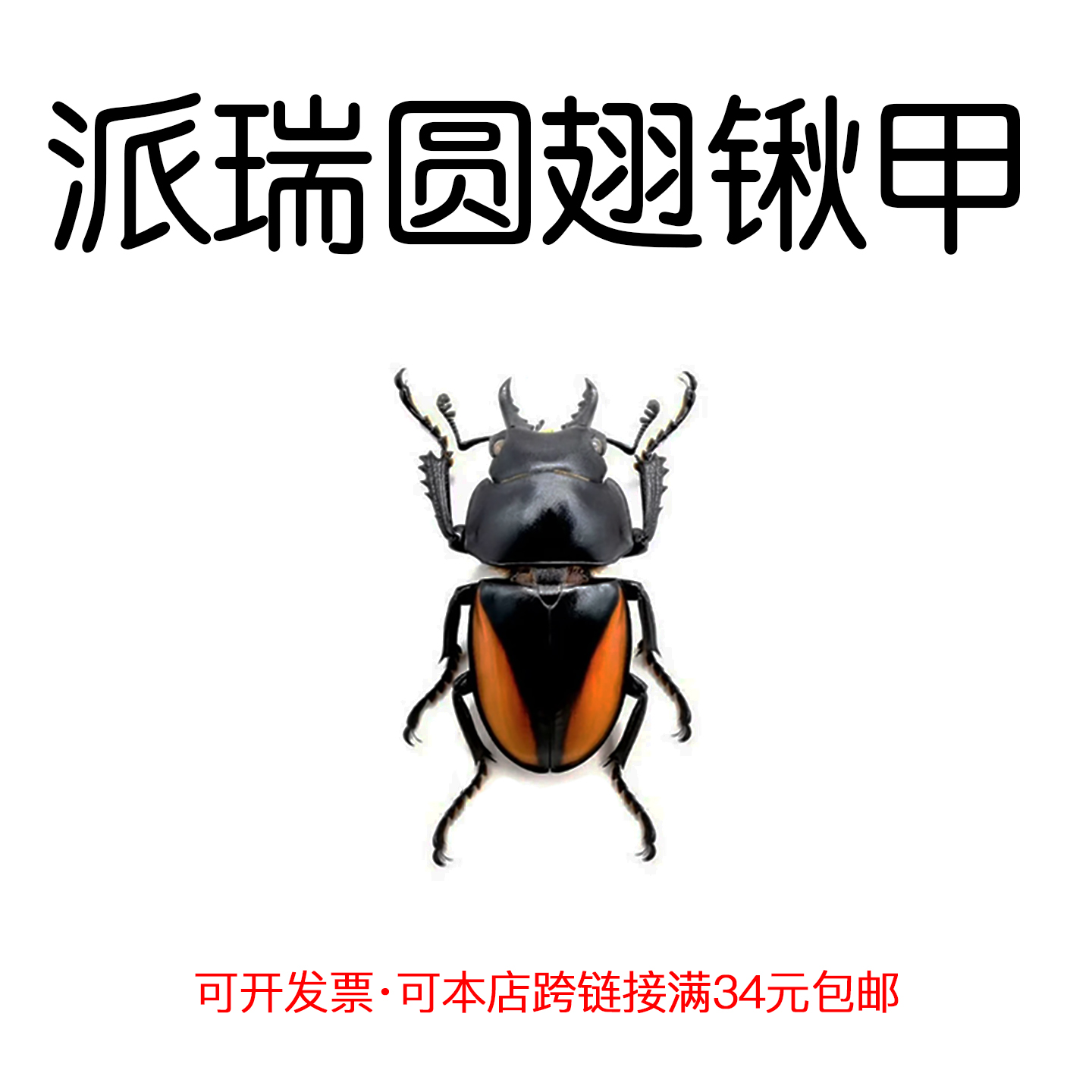 未整姿昆虫派瑞圆翅锹甲DIY材料