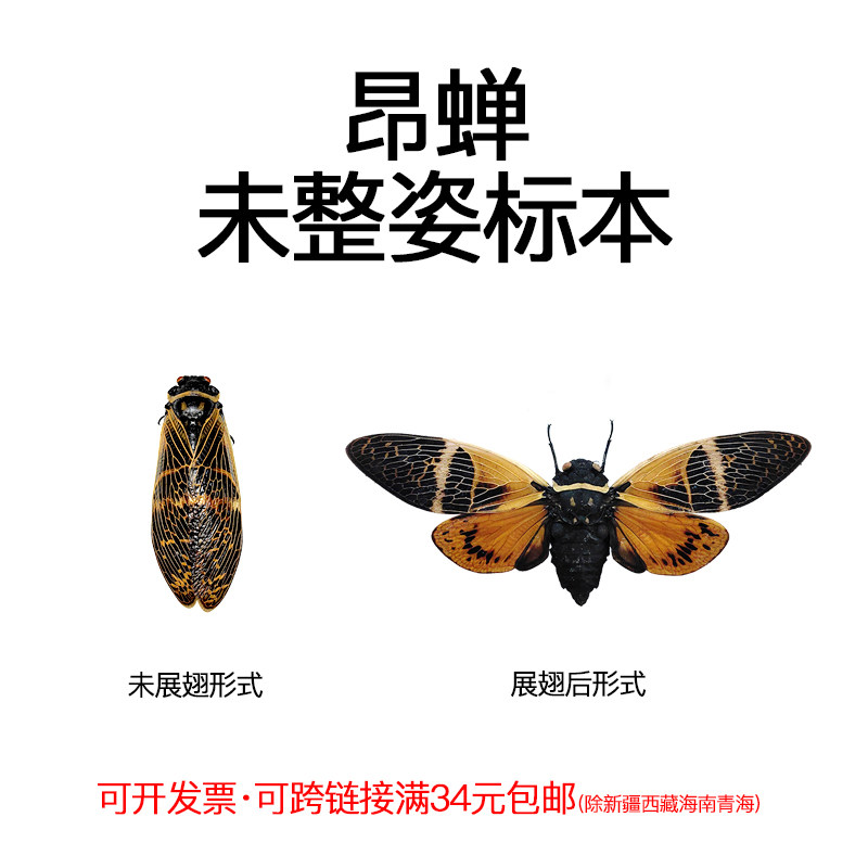 真昆虫未整姿昂蝉标本材料手工DIY原虫湿虫标本手工DIY材料未展翅