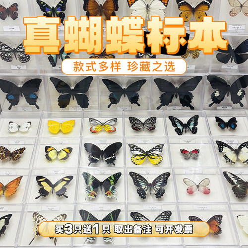真蝴蝶标本展翅摆件装饰品可收藏