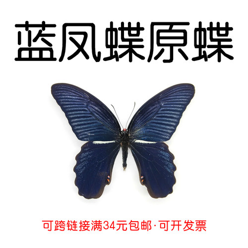 手工DIY蓝凤蝶真蝴蝶原蝶标本