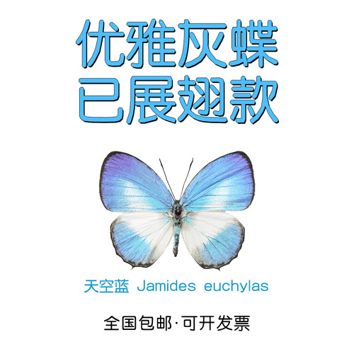 真灰蝶标本已展翅优雅灰蝶标本