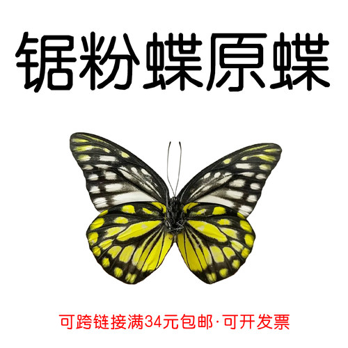 手工DIY锯粉蝶真蝴蝶原蝶标本