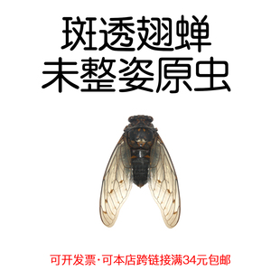 真昆虫未整姿斑透翅蝉标本原虫湿虫科普自然微距手工DIY材料