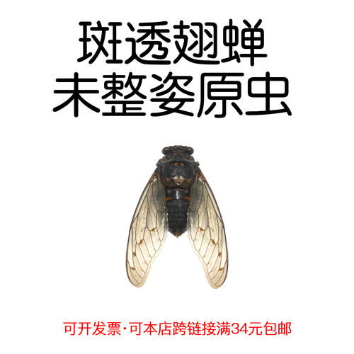 未整姿昆虫斑透翅蝉DIY材料