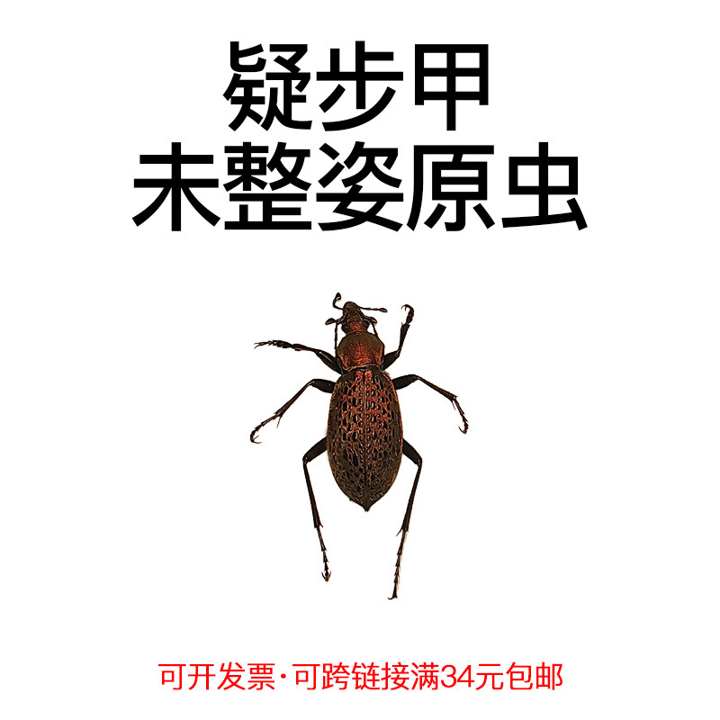 真昆虫未整姿疑步甲标本原湿虫手工DIY造景材料自然微距科普教育,家居饰品,标本类装饰画,淘宝优惠券,粉丝福利购,淘宝优惠卷