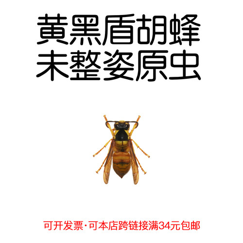 未整姿真昆虫黄黑盾胡蜂DIY材料