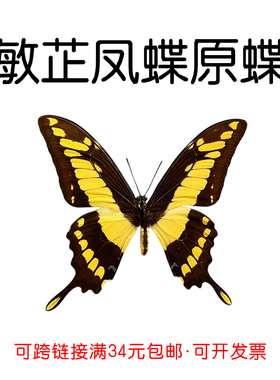 进口秘鲁未展翅原蝶 敏芷凤蝶 Papilio Thoas 三角袋包装A1A-品质