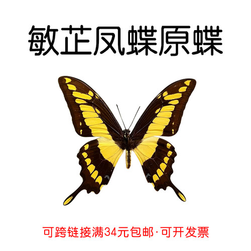 进口未展翅原蝶敏芷凤蝶A1/A-