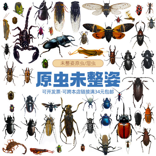 未整姿昆虫蜻蜓湿虫原虫独立包装