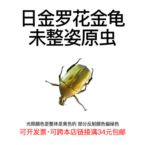 未整姿昆虫日金罗花金龟DIY材料