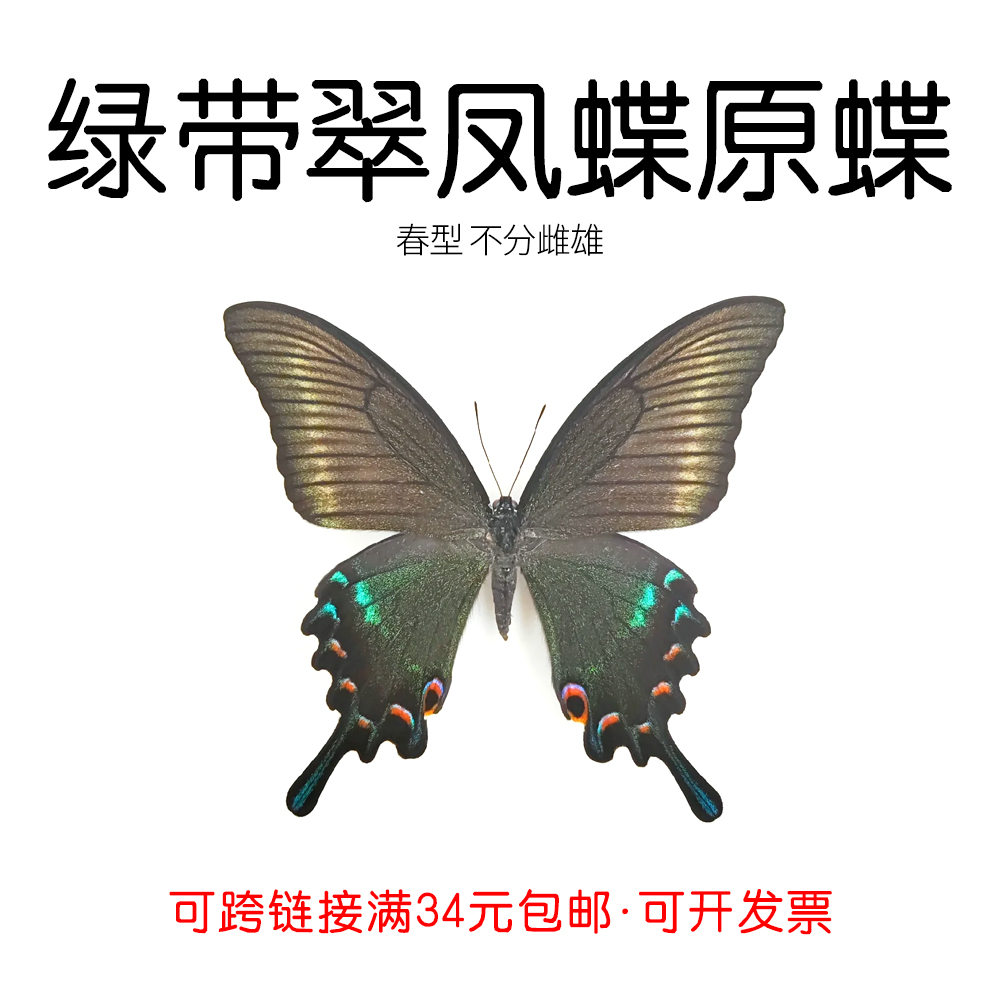 手工DIY绿带翠凤蝶真蝴蝶原蝶