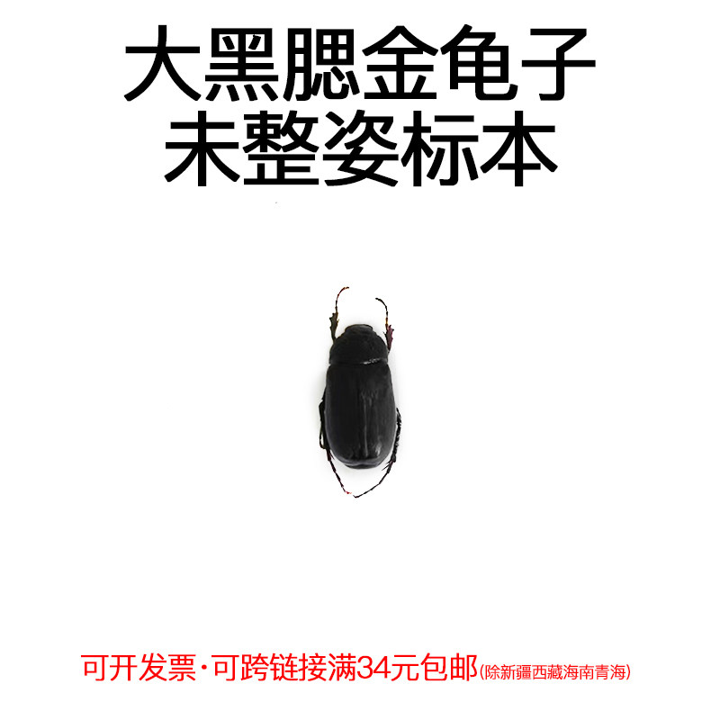 真昆虫未整姿大黑腮金龟子标本材料手工diy原虫标本手工diy材料