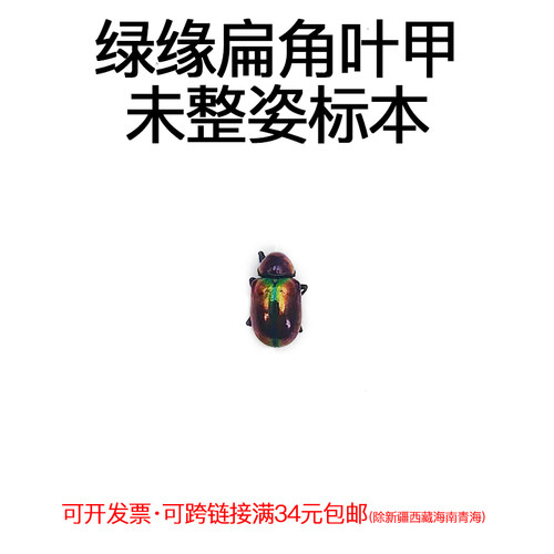 未整姿昆虫绿缘扁角叶甲DIY材料