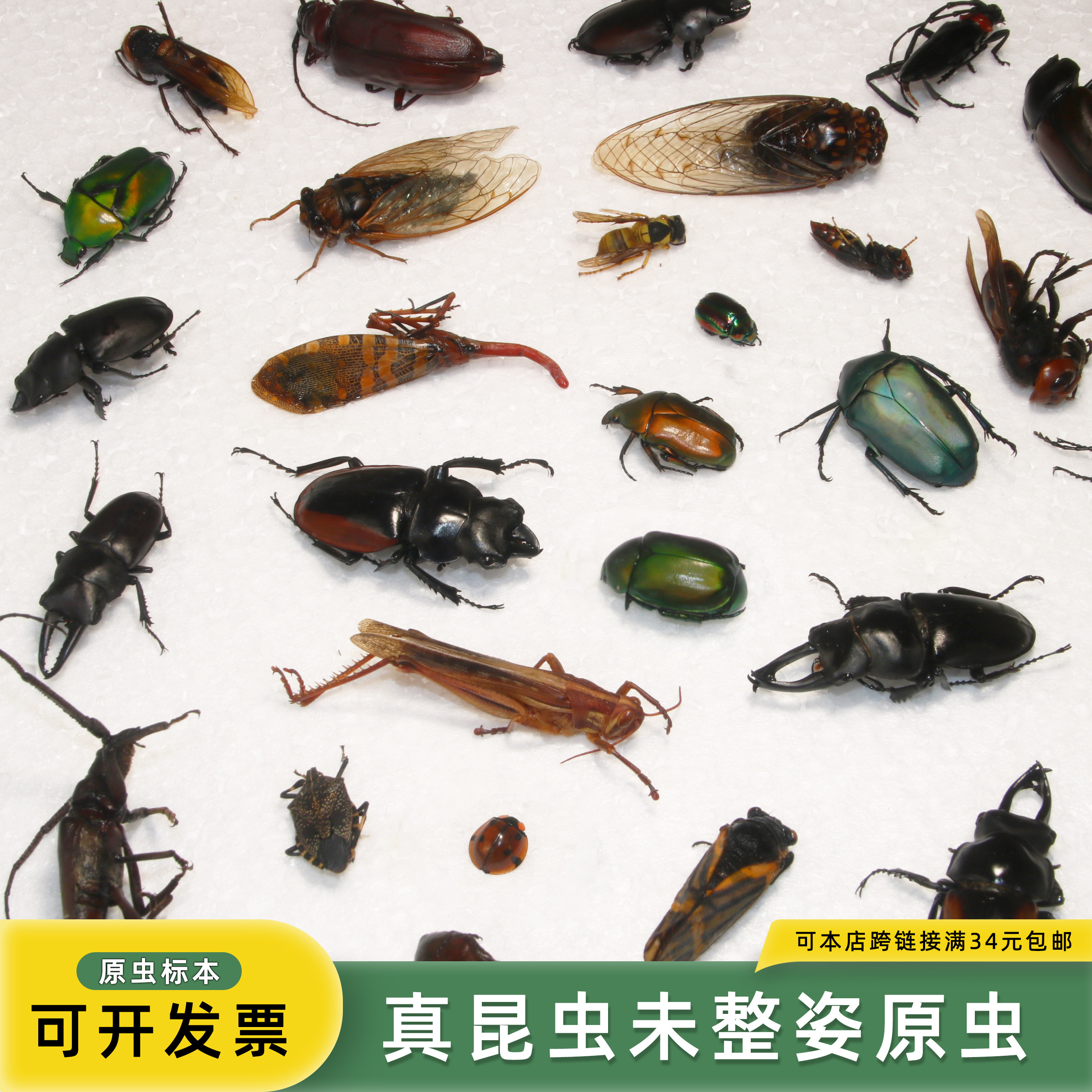 未整姿昆虫蜻蜓湿虫原虫独立包装图片