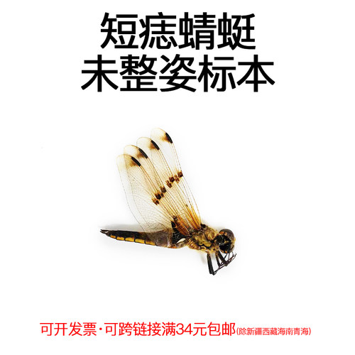 未整姿昆虫短痣蜻蜓DIY材料