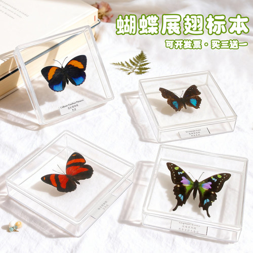 真蝴蝶标本展翅摆件透明盒装礼物