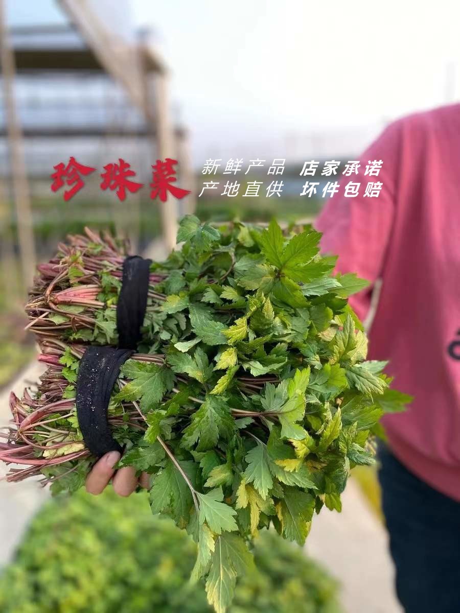 广东潮汕新鲜珍珠菜红根菜珍珠花菜田螺菜扯根菜虎尾野菜餐厅食材