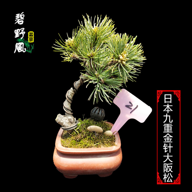 日本金针大阪松盆景九重宫岛大板松瑞光五针松室内绿色植物盆栽微