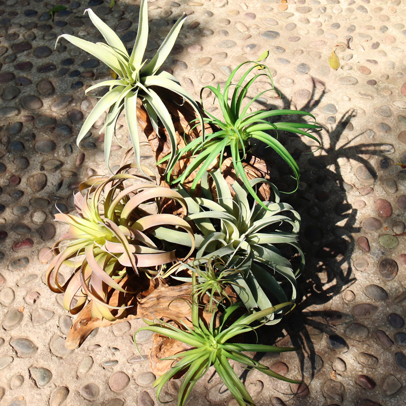 仿真空气凤梨 高品精致植物 壁挂植物