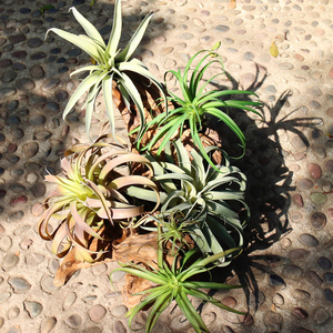 仿真空气凤梨 高品精致植物 壁挂植物