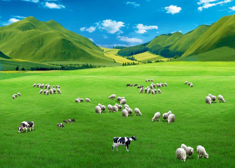 高清美丽草原鲜花牛羊电视背景墙蒙古包内蒙古大草原风光风景