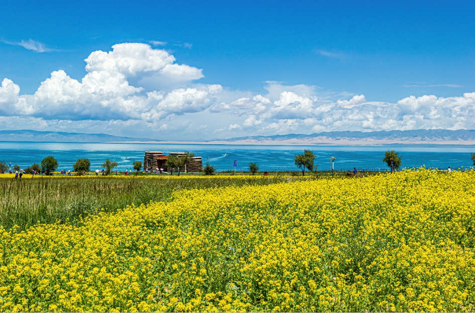 fj1148定制环保3d无缝青海湖浪漫花海油菜花花田大自然风景电视墙